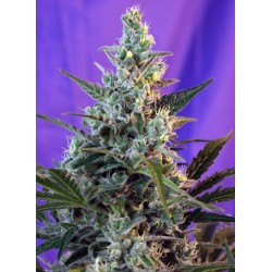 SWEET SKUNK AUTO · Sweet Seeds · sementes de maconha · AutoFem