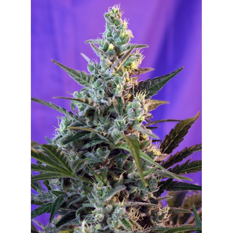 SWEET SKUNK AUTO · Sweet Seeds · cannabis seeds · AutoFem