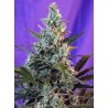 SWEET SKUNK AUTO · Sweet Seeds · cannabis seeds · AutoFem
