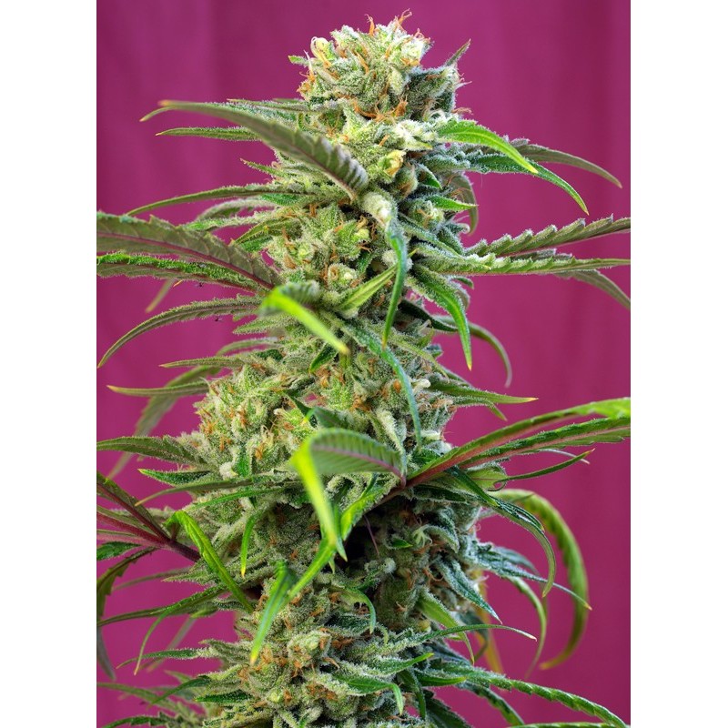SWEET TAI · Sweet Seeds · semi di canapa · Fem