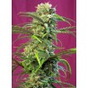 SWEET TAI · Sweet Seeds · cannabis samen · Fem