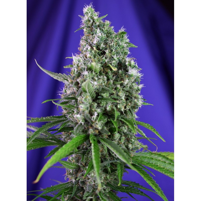 SWEET TRAINWRECK AUTO · Sweet Seeds · semi di canapa · AutoFem