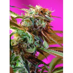WILD ROSE · Sweet Seeds · cannabis seeds · Fem