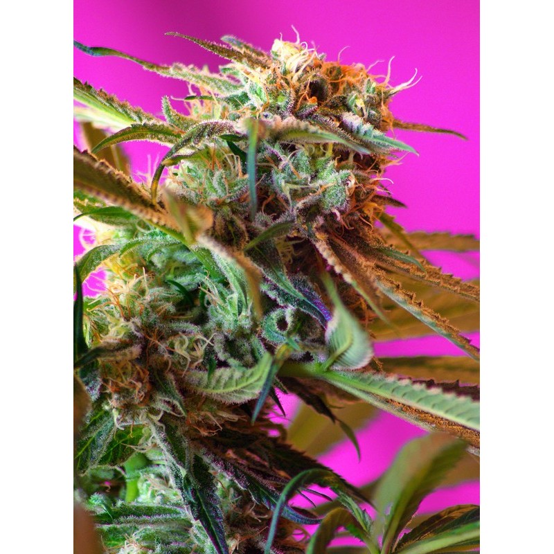 WILD ROSE · Sweet Seeds · semi di canapa · Fem