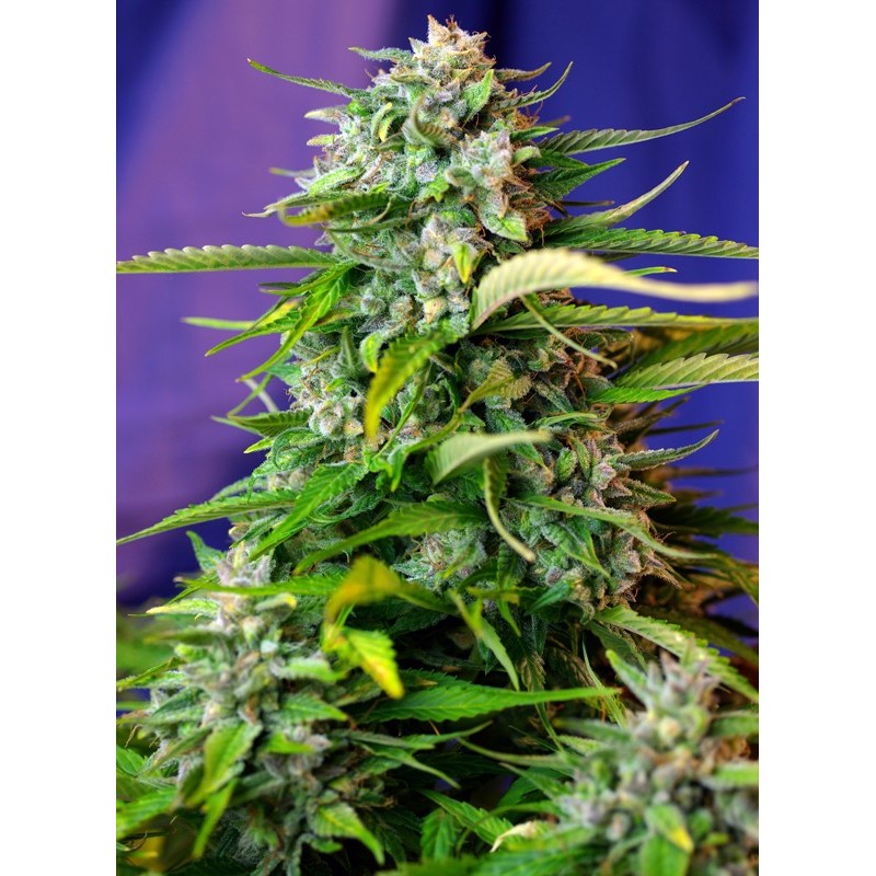 JACK 47 AUTO · Sweet Seeds · semi di canapa · AutoFem