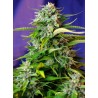 JACK 47 AUTO · Sweet Seeds · semi di canapa · AutoFem