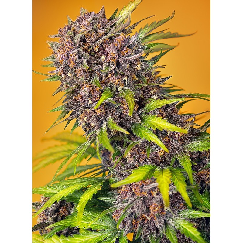 DIABLO ROJO XL AUTO · Sweet Seeds · semi di canapa · AutoFem
