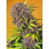 DIABLO ROJO XL AUTO · Sweet Seeds · semi di canapa · AutoFem