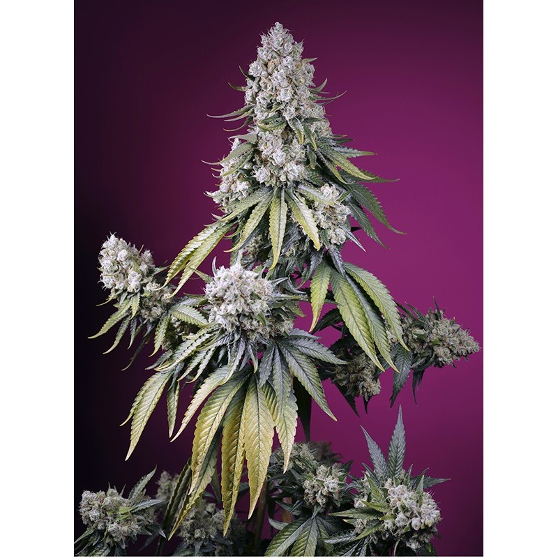 JEALOUSY Z XL AUTO · Sweet Seeds · semi di canapa · AutoFem