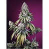 JEALOUSY Z XL AUTO · Sweet Seeds · semi di canapa · AutoFem