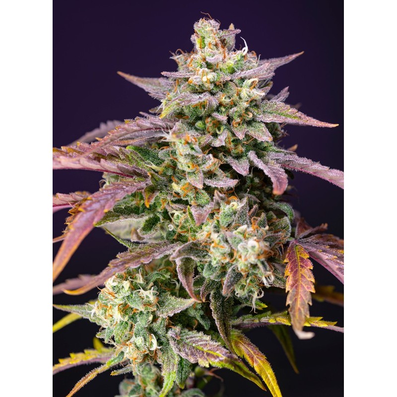 PURPLE PUNCH OG XL AUTO · Sweet Seeds · semi di canapa · AutoFem