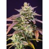 PURPLE PUNCH OG XL AUTO · Sweet Seeds · semi di canapa · AutoFem