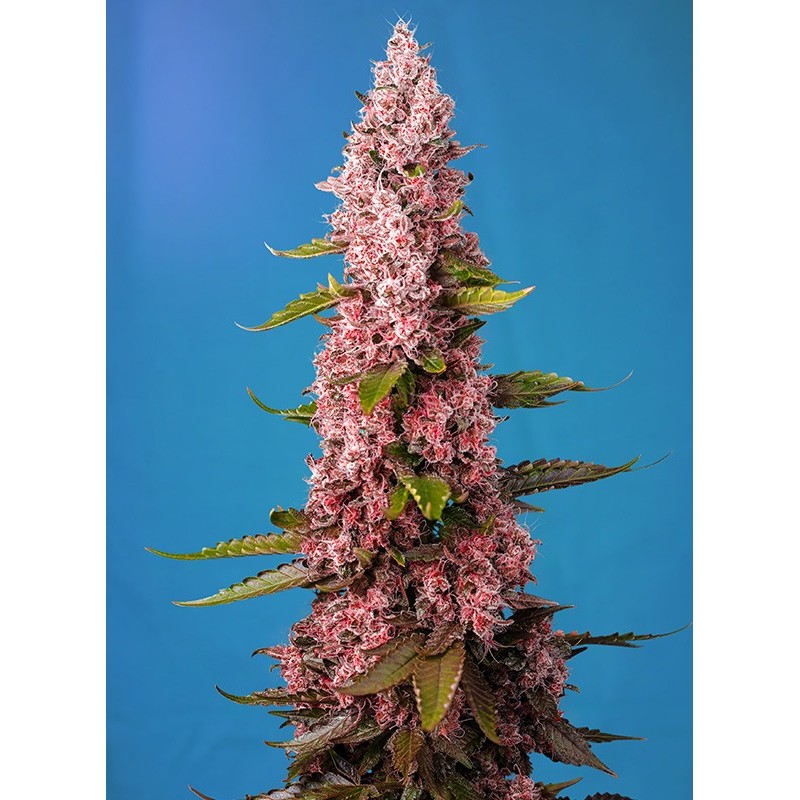RED HOT COOKIES · Sweet Seeds · semi di canapa indiana · Fem