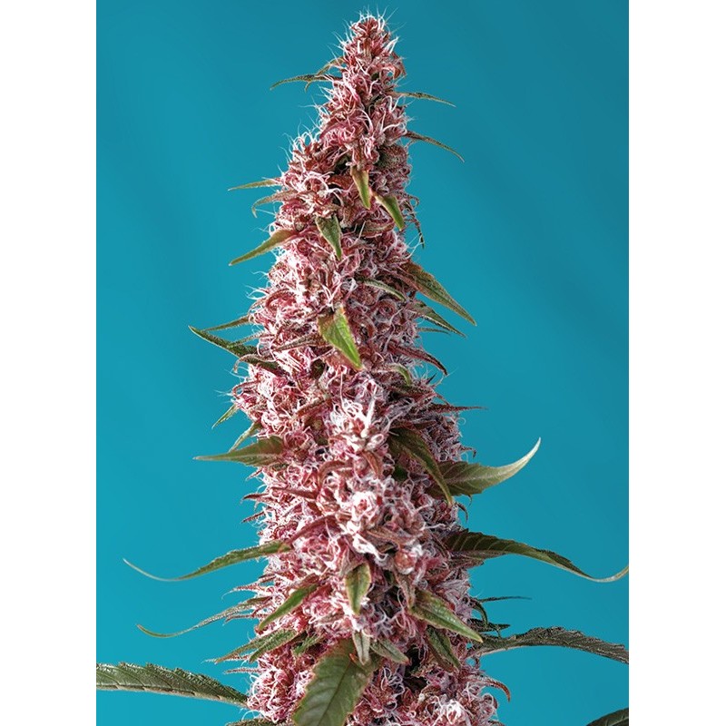 RED PURE AUTO CBD · Sweet Seeds · cannabis seeds · AutoFem