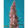 RED PURE AUTO CBD · Sweet Seeds · semi di canapa · AutoFem