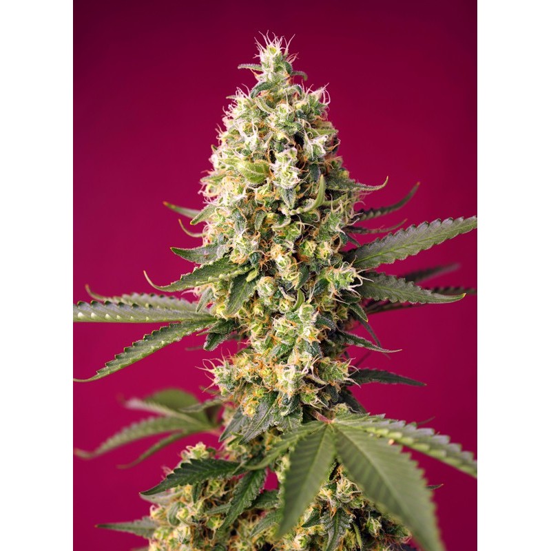 SKYWALKER OG RUNTZ XL AUTO · Sweet Seeds · semi di canapa · AutoFem