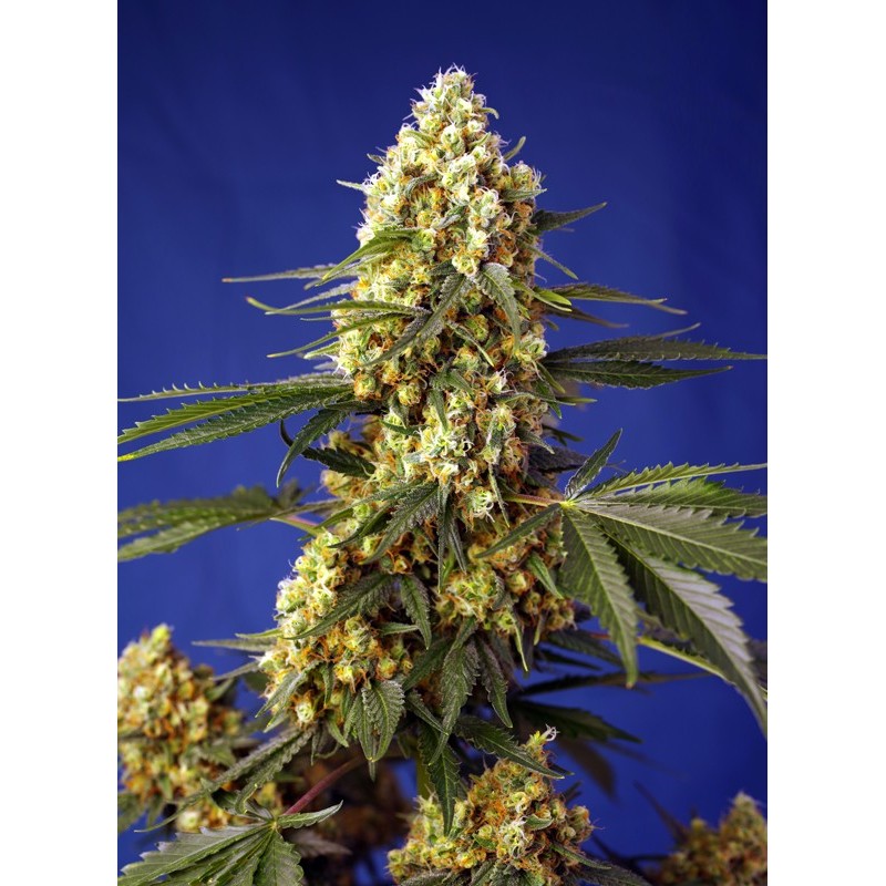STRAWBERRY BANANA GELATO XL AUTO · Sweet Seeds · semi di canapa · AutoFem