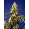 STRAWBERRY BANANA GELATO XL AUTO · Sweet Seeds · semi di canapa · AutoFem