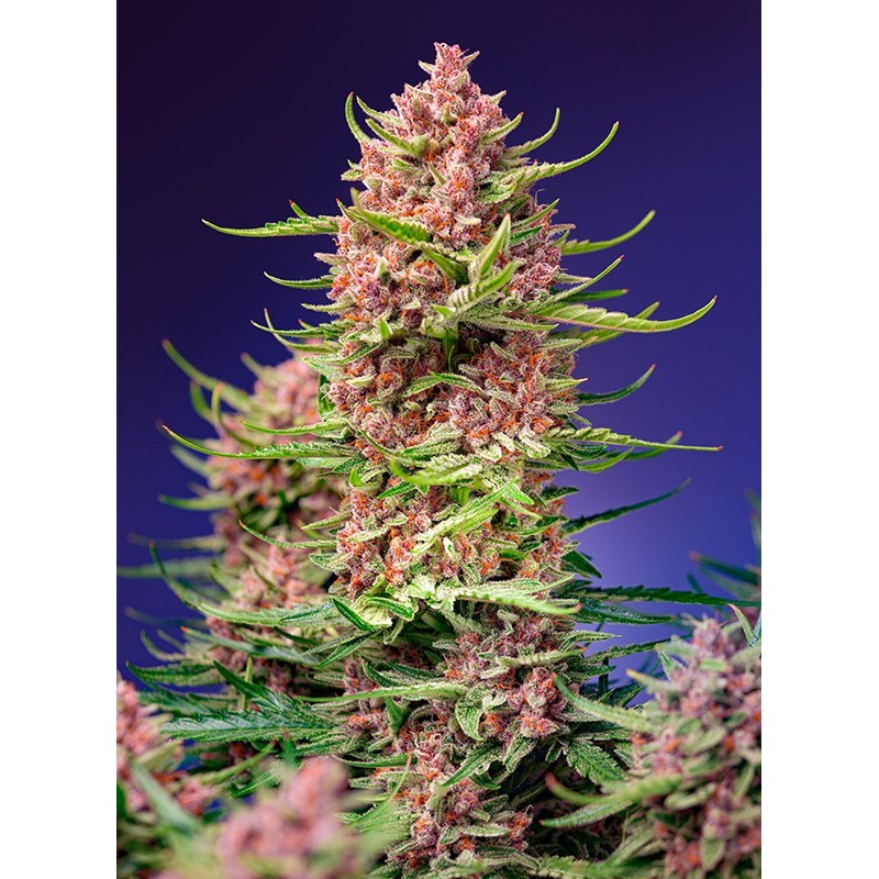STRAWBERRY COLA SHERBET F1 FAST VERSION · Sweet Seeds · semi di canapa · Fem
