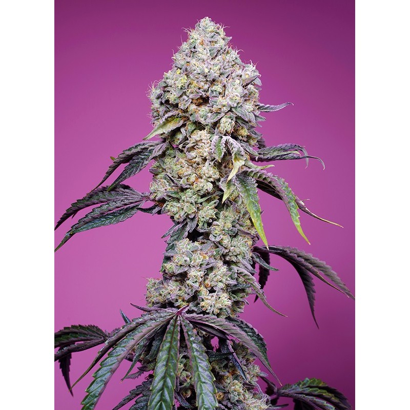 SWEET MANDARINE ZKITTLEZ F1 FAST VERSION · Sweet Seeds · semi di canapa · Fem