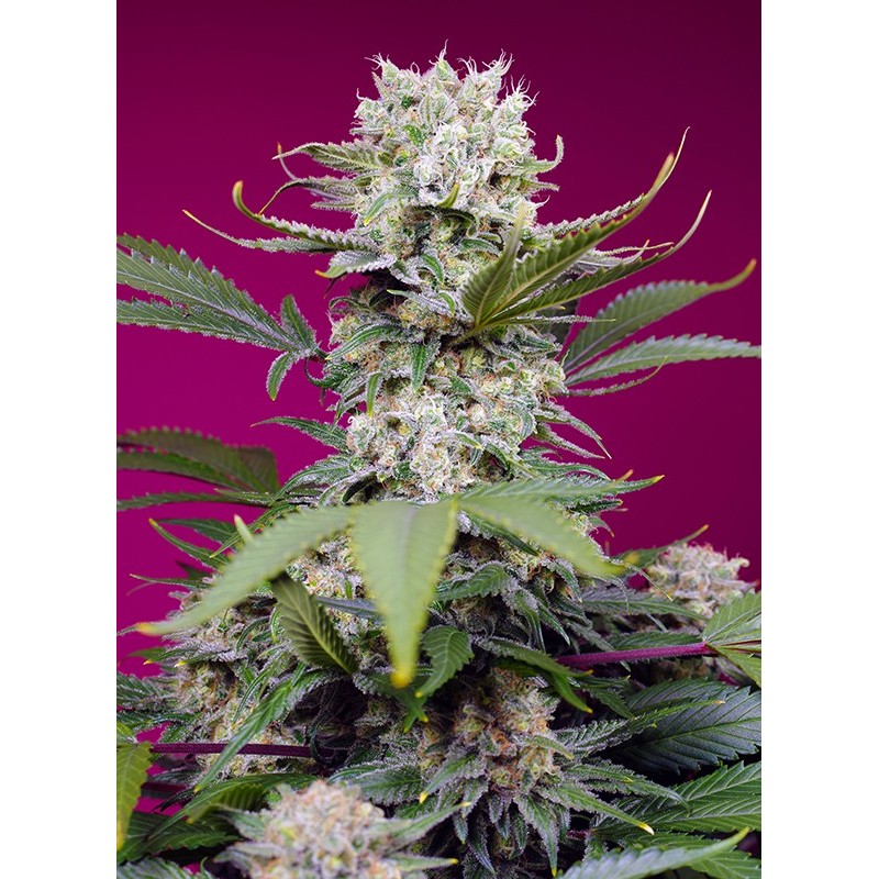 SWEET MANDARINE ZKITTLEZ XL AUTO · Sweet Seeds · semi di canapa · AutoFem