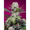 SWEET MANDARINE ZKITTLEZ XL AUTO · Sweet Seeds · semi di canapa · AutoFem