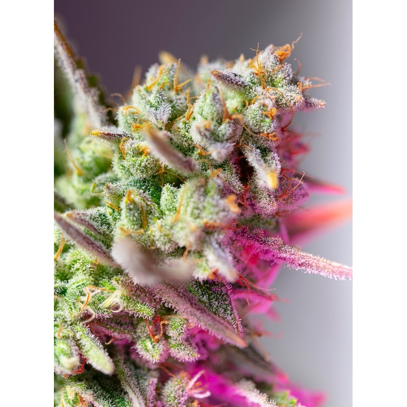 SWEET MIMOSA XL AUTO · Sweet Seeds · semi di canapa · AutoFem