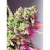 SWEET MIMOSA XL AUTO · Sweet Seeds · semi di canapa · AutoFem