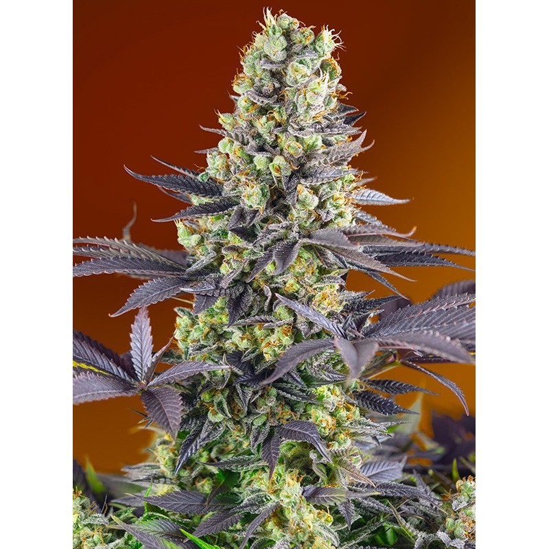 SWEET ZENZATION · Sweet Seeds · semi di canapa · Fem