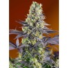 SWEET ZENZATION · Sweet Seeds · semi di canapa · Fem