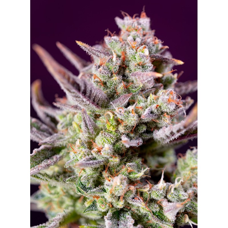 SWEET ZENZATION XL AUTO · Sweet Seeds · semi di canapa · AutoFem