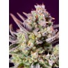SWEET ZENZATION XL AUTO · Sweet Seeds · semi di canapa · AutoFem