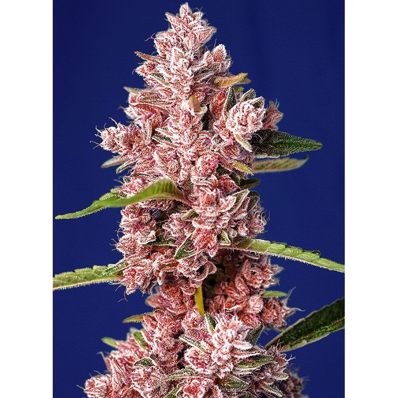 TROPICANNA POISON F1 FAST VERSION · Sweet Seeds · semi di canapa · Fem