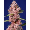 TROPICANNA POISON F1 FAST VERSION · Sweet Seeds · semi di canapa · Fem