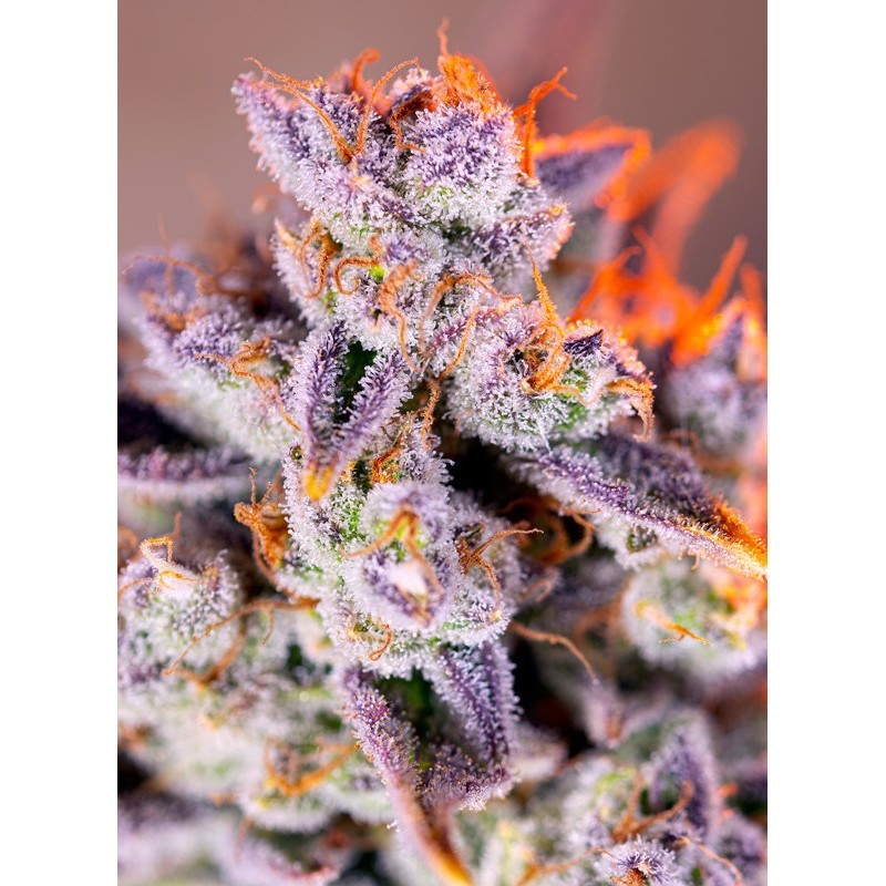 TROPICANNA POISON XL AUTO · Sweet Seeds · semi di canapa · AutoFem