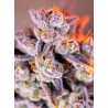 TROPICANNA POISON XL AUTO · Sweet Seeds · semi di canapa · AutoFem