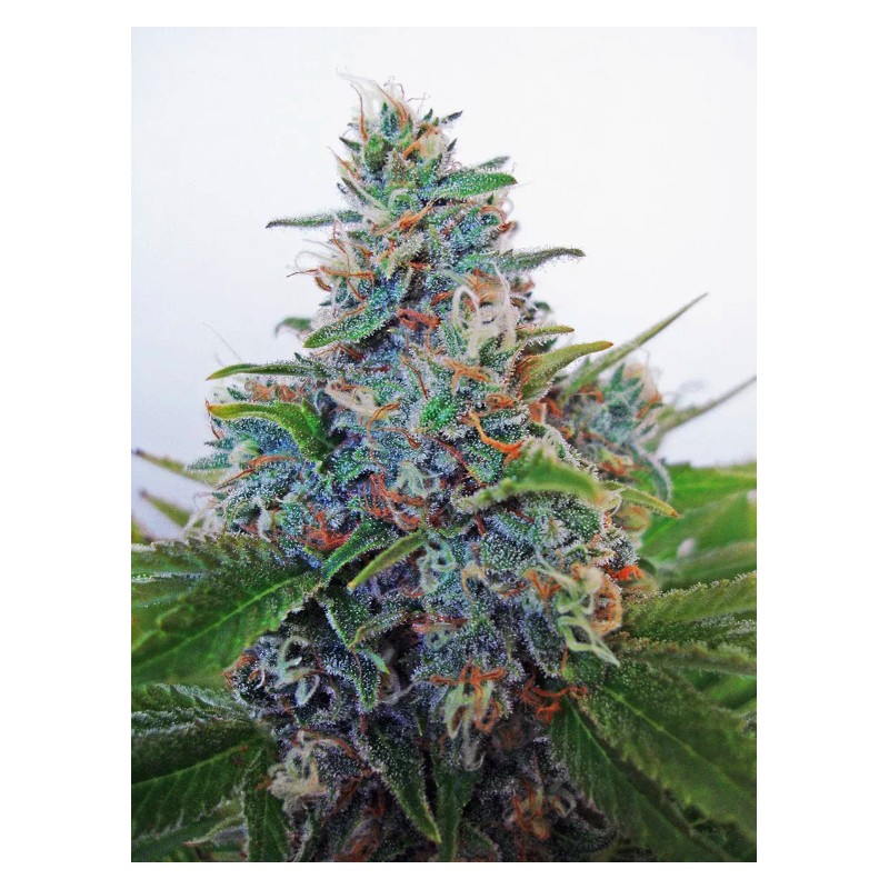 AUTO BLUE AMNESIA · Ministry of Cannabis · semi di canapa indiana · Auto Fem