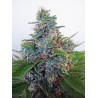AUTO BLUE AMNESIA · Ministry of Cannabis · semi di canapa indiana · Auto Fem