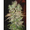 AUTO BLUEBERRY DOMINA · Ministry of Cannabis · semi di canapa indiana · Auto Fem