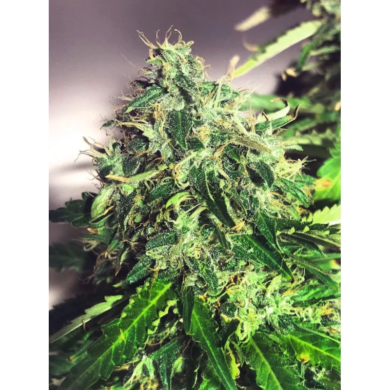 AUTO CANNABIS LIGHT · Ministry of Cannabis · semi di canapa indiana · Auto Fem