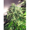 AUTO CANNABIS LIGHT · Ministry of Cannabis · semi di canapa indiana · Auto Fem