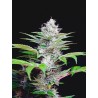 AUTO CBD STAR · Ministry of Cannabis · sementes de maconha · Auto Fem