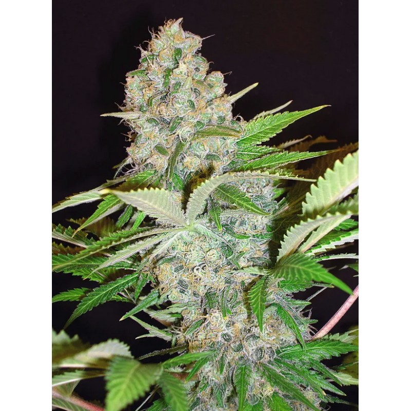 AUTO CHEESE NL · Ministry of Cannabis · semi di canapa indiana · Auto Fem