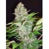 AUTO CHEESE NL · Ministry of Cannabis · semi di canapa indiana · Auto Fem