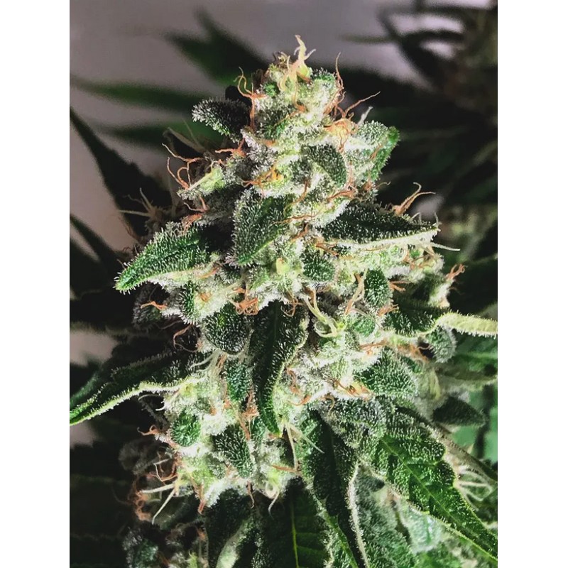 AUTO GOD'S GLUE · Ministry of Cannabis · semi di canapa indiana · Auto Fem