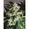 AUTO GOD'S GLUE · Ministry of Cannabis · sementes de maconha · Auto Fem