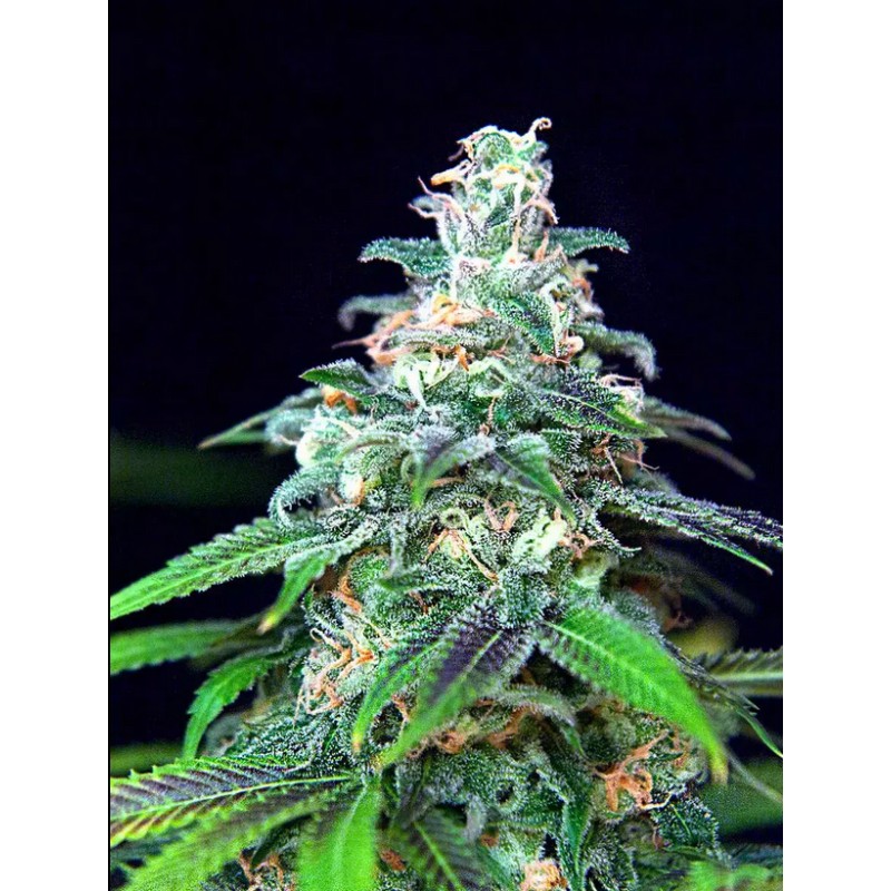 AUTO MANDARIN HAZE · Ministry of Cannabis · semi di canapa indiana · Auto Fem