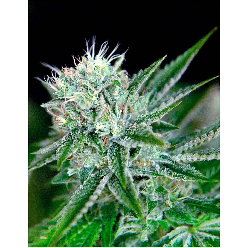 AUTO NORTHERN LIGHTS · Ministry of Cannabis · semi di canapa indiana · Auto Fem