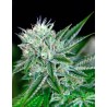 AUTO NORTHERN LIGHTS · Ministry of Cannabis · semi di canapa indiana · Auto Fem
