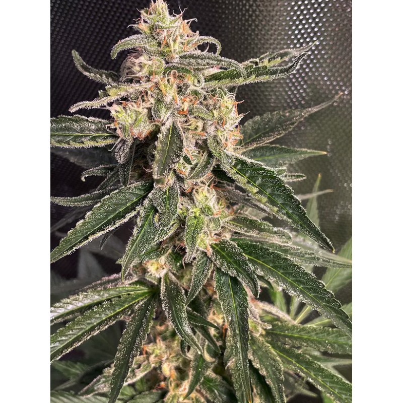 AUTO SWEET DONKEY · Ministry of Cannabis · sementes de maconha · Auto Fem
